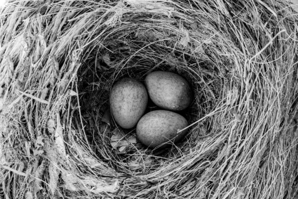 Three birds eggs in nest in monochrome