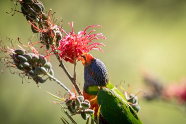 Lorikeet papağanı, kırmızı grevillea çiçeği Queensland nektarıyla besleniyor.