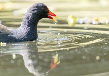 Altın Sahil Botanik Bahçeleri 'ndeki gölette gagası açık karanlık bir bozkır tavuğu..