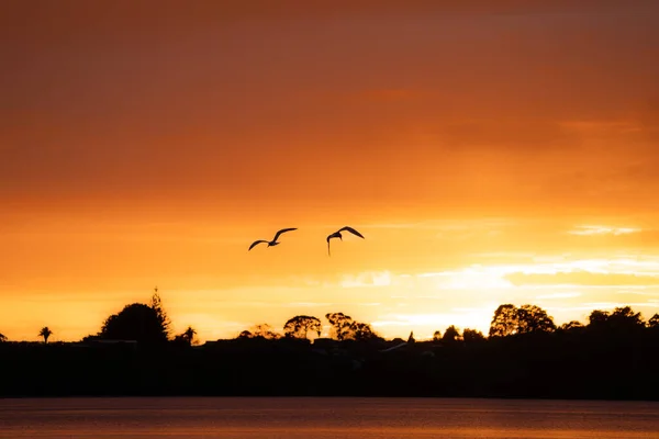 Bird in silhouette flying over land under Intense red sunrise over horizon at Matapihi.