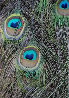 Tavuskuşu kuyruğu tüyü harika, karmaşık desen