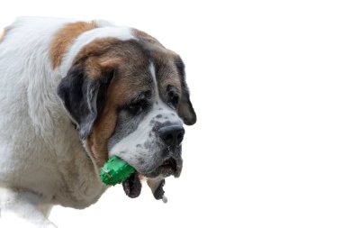 Aziz Bernard köpek portresi Ağzında yeşil lastik çiğneme oyuncağı.