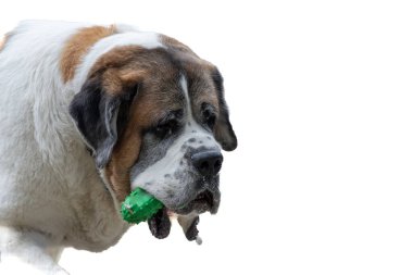 Saint Bernard dog portrait with green rubber chewing toy in mouth. clipart