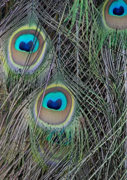 Tavuskuşu kuyruğu tüyü harika, karmaşık desen