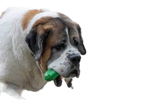 Aziz Bernard Köpek Portresi Ağzında Yeşil Lastik Çiğneme Oyuncağı Telifsiz Stok Imajlar