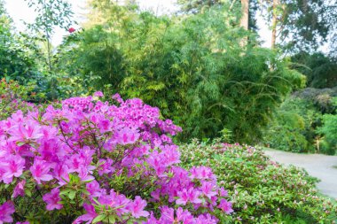 Parlak açelyalarla dolu açık pembe bir bahçe..