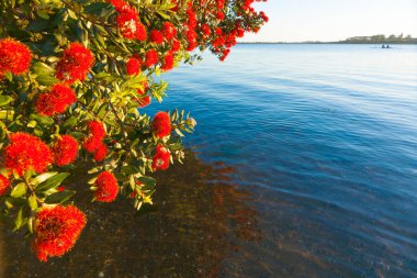 Çiçekli pohutukawa ağacı yazın mavi denizle birlikte kıyıda..