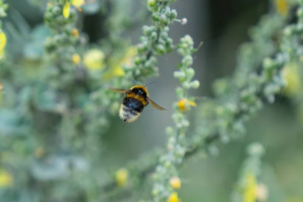 stock image Flying away bumble-bee gathers pollen from yellow flower of mullein plant with full pollen sac in New Zealand.