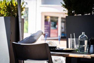 Martı, restoran müşterileri Tauranga 'dan ayrılınca artıklara saldırıyor..