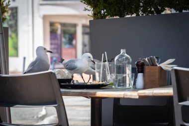 Martılar, restoran müşterisi gidince artıkları yemek için harekete geçerler..