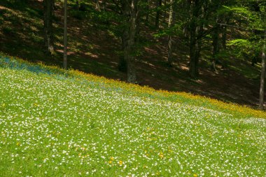 İtalya, Gubbio yakınlarındaki Monte Cucco yamacında yeşil çimlerde beyaz, sarı ve mavi küçük kır çiçekleri..