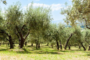 Perugia 'da İtalyan zeytinliği.