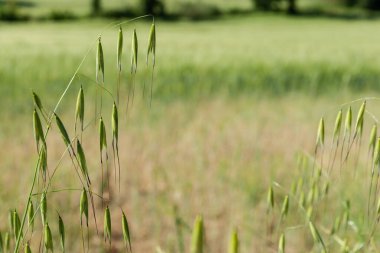 Umbria 'da İtalyan kırsal kesiminde bokeh arkaplan ile ön planda çim tohumu üzerine eğilmiş.