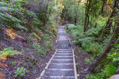 Omanawa Şelalesi patikası Yeni Zelanda, Tauranga 'ya doğru ilerliyor..