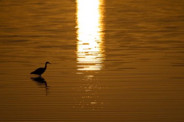 Güneşin doğuşunda altın su üzerinde beyaz yüzlü balıkçıl silueti. Tauranga Yeni Zelanda 'da.