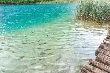 Hırvatistan 'da göletin kenarında yüzen küçük balıklar