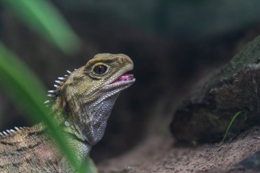 Yeni Zelanda 'da Tuatara kertenkelesi.