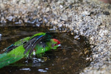 Red-crowned kakariki bathing in puddle wet and bedraggled. clipart
