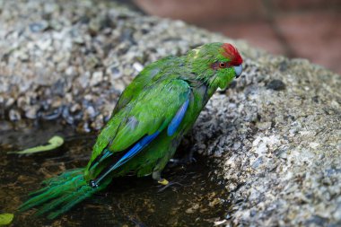 Red-crowned kakariki emerging from puddle wet and bedraggled. clipart