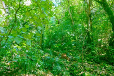 Sahildeki dalgalar Kapiti Adası 'ndaki kasıtlı kamera hareketlerini kullanarak arka plan veya efektler için soyut.