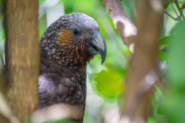 Sahildeki dalgalar Kapiti Adası 'ndaki kasıtlı kamera hareketlerini kullanarak arka plan veya efektler için soyut.