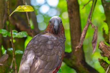 Sahildeki dalgalar Kapiti Adası 'ndaki kasıtlı kamera hareketlerini kullanarak arka plan veya efektler için soyut.