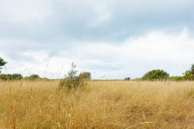 Sahildeki dalgalar Kapiti Adası 'ndaki kasıtlı kamera hareketlerini kullanarak arka plan veya efektler için soyut.