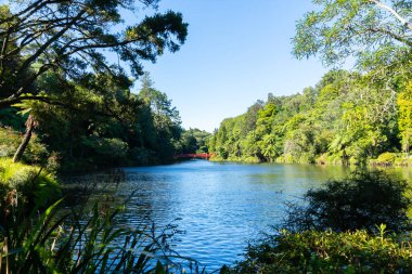 Manzaralı göl ve Pukekura Park, New Plymouth 'taki doğal çalı manzarası.