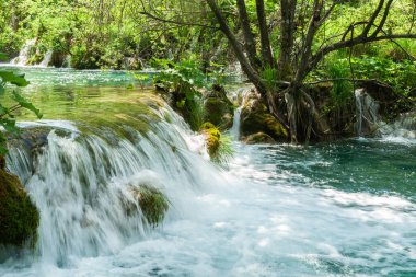 Hırvatistan 'daki Plitvice Gölleri Ulusal Parkı' nda göl ve şelale doğal çalılarla çevrili.