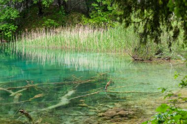Hırvatistan 'ın Plitvice Gölleri Ulusal Parkı' ndaki gölette temiz turkuaz suyu.