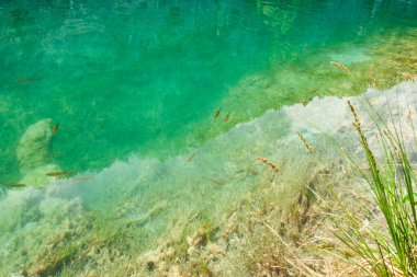 Hırvatistan 'daki Plitvice Gölleri Ulusal Parkı' nda küçük balıklarla serin turkuaz havuz.