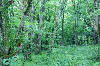 Plitvice Gölleri Ulusal Parkı 'ndaki Avrupa ormanlarında sık çalılık ve ağaç örtüsü yeşilliği.