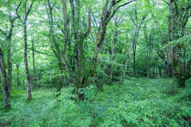 Plitvice Gölleri Ulusal Parkı Hırvatistan 'daki Avrupa ormanlarının arka planında bulanık olan sık çalılık ve ağaç örtüsü yeşilliği.