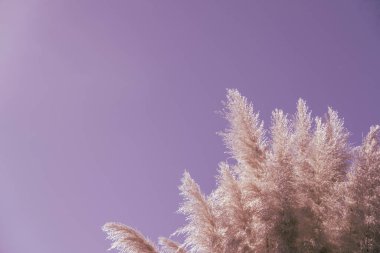 Doğa arka planında açık gökyüzüne karşı leylak tonları pampalar