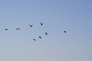 Mavi saat sürüsü kuşlar siluet içinde ve büyük gökyüzünde uçarak gece tünedikten sonra geri dönüyorlar..