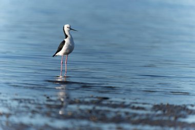 Sığ sularda yüzen ve yengeç arayan Pied stilt