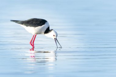 Sığ sularda yüzen ve yengeç arayan Pied stilt