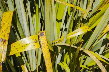 Yeni Zelanda Flax 'ının sarı, ölmekte olan bıçağının üzerine katlanmış.