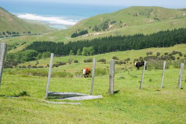 Tipik Yeni Zelanda dağ çiftliğindeki yeşil alanlar.