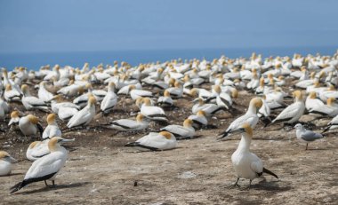Cape Kidpers 'ın tepesindeki sümsük kuşu kolonisi Yeni Zelanda' daki uçurumlar.