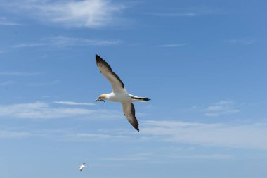 Sümsük kuşu, Yeni Zelanda 'daki sümsük kuşu kolonisi Burun Hırsızları üzerinde gagasında yuva malzemesi taşıyor..