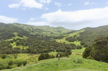 Tipik Yeni Zelanda çiftliği vadisinde yeşil tarlalar ve çalılar.