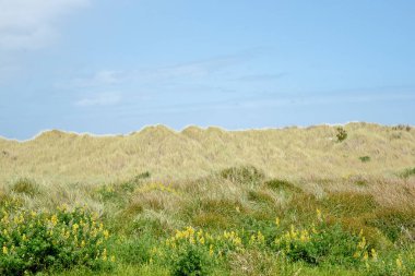 Wairarapa kıyısındaki Lupin sazlıklarından ve otlardan oluşan kum örtüsü.
