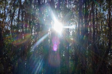 Coombabah Lakeland 'ın Doğa Koruma Alanı' ndaki kağıt kabuğu ağaçlarının arasında güneşten parlayan parlak mercek..