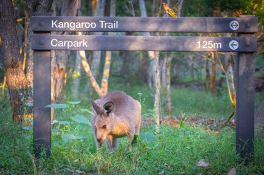 Kanguru, Queensland 'ın Altın Sahili' ndeki Coombabah Doğa Rezervi 'nde Kanguru Patikası' nın işareti altında poz veriyor..