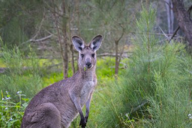 Avustralya 'da çalılıklarda ve çalılıklarda kanguru portresi.