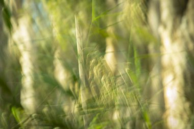 Avustralya sulak arazisinde doğa soyut ağaç gövdeleri, yeşillikler ve çimenler bulanık etkiye sahiptir..
