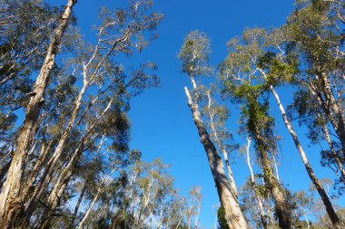 Yükselen ve yaklaşan kağıt kabuğu ağaçları Coombabah sulak alanının üzerinde gökyüzüne doğru yükselir..