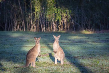 Sabah güneşi altında yan yana duran iki kanguru Coombabah Doğa Koruma Alanındaki kameraya bakıyor..
