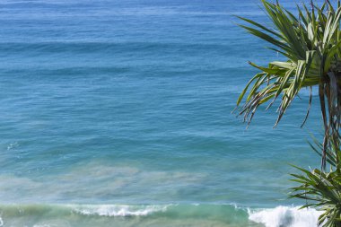 Pandanus ağacı denizlerde ve gökyüzünde Altın Sahil Queensland 'daki Tehlike Noktasına bakıyor.